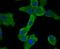 SMAD2 antibody, NBP2-80403, Novus Biologicals, Immunofluorescence image 