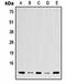 Histone H2B type 1 antibody, orb323154, Biorbyt, Western Blot image 