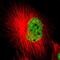 Splicing Factor 3a Subunit 1 antibody, NBP1-87214, Novus Biologicals, Immunofluorescence image 
