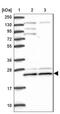 Tripartite Motif Containing 3 antibody, NBP2-48897, Novus Biologicals, Western Blot image 