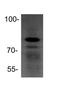X-Ray Repair Cross Complementing 5 antibody, NBP1-56408, Novus Biologicals, Western Blot image 