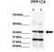 Protein Phosphatase 1 Catalytic Subunit Alpha antibody, TA344247, Origene, Western Blot image 