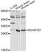 DCN1-like protein 1 antibody, LS-C749590, Lifespan Biosciences, Western Blot image 