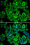 2-oxoglutarate dehydrogenase, mitochondrial antibody, 22-181, ProSci, Immunofluorescence image 