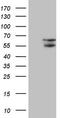 Asparaginyl-TRNA Synthetase 2, Mitochondrial antibody, TA806499S, Origene, Western Blot image 