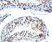 PRL-R antibody, V7081SAF-100UG, NSJ Bioreagents, Immunohistochemistry paraffin image 