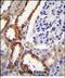 Prolyl-TRNA Synthetase 2, Mitochondrial antibody, PA5-48121, Invitrogen Antibodies, Immunohistochemistry frozen image 