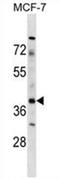 Zygote arrest protein 1 antibody, AP54607PU-N, Origene, Western Blot image 
