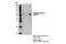 Beclin 1 antibody, 14717S, Cell Signaling Technology, Immunoprecipitation image 