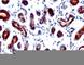 Trefoil Factor 1 antibody, V2880SAF-100UG, NSJ Bioreagents, Flow Cytometry image 