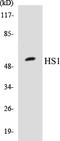 Hematopoietic Cell-Specific Lyn Substrate 1 antibody, EKC1283, Boster Biological Technology, Western Blot image 