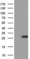 Adiponectin, C1Q And Collagen Domain Containing antibody, CF804554, Origene, Western Blot image 