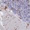 Centrosomal Protein 152 antibody, HPA039408, Atlas Antibodies, Immunohistochemistry paraffin image 