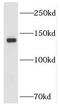 Leucyl-tRNA synthetase, cytoplasmic antibody, FNab04701, FineTest, Western Blot image 
