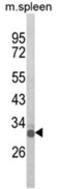 Oligodendrocyte Transcription Factor 3 antibody, AP18144PU-N, Origene, Western Blot image 