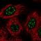 Ventral Anterior Homeobox 2 antibody, HPA009708, Atlas Antibodies, Immunocytochemistry image 