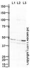 Bone Morphogenetic Protein 4 antibody, ab39973, Abcam, Western Blot image 