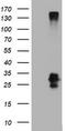 CD99 Molecule (Xg Blood Group) antibody, CF800963, Origene, Western Blot image 
