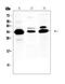 Interleukin 1 Beta antibody, A00101, Boster Biological Technology, Western Blot image 