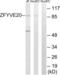 Rabenosyn, RAB Effector antibody, LS-B9859, Lifespan Biosciences, Western Blot image 