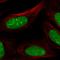 Cysteine Rich Secretory Protein LCCL Domain Containing 2 antibody, HPA030054, Atlas Antibodies, Immunofluorescence image 