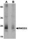 RWD Domain Containing 3 antibody, orb75280, Biorbyt, Western Blot image 