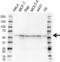 X-Linked Inhibitor Of Apoptosis antibody, VPA00699, Bio-Rad (formerly AbD Serotec) , Western Blot image 