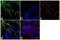 Tropomyosin 4 antibody, 720311, Invitrogen Antibodies, Immunofluorescence image 