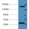 KDEL  antibody, SMC-211D-DY405, StressMarq, Western Blot image 