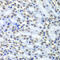 Septin 7 antibody, 19-158, ProSci, Immunohistochemistry paraffin image 