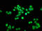 SSU72 Homolog, RNA Polymerase II CTD Phosphatase antibody, LS-C379387, Lifespan Biosciences, Immunofluorescence image 