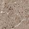 Protein Shroom4 antibody, HPA010565, Atlas Antibodies, Immunohistochemistry frozen image 