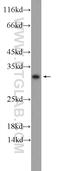 Uncharacterized protein C15orf53 antibody, 24553-1-AP, Proteintech Group, Western Blot image 