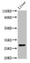 Homeobox protein CDX-1 antibody, LS-C677482, Lifespan Biosciences, Western Blot image 