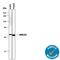 Aldo-Keto Reductase Family 1 Member C3 antibody, MAB7678, R&D Systems, Western Blot image 