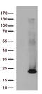 Histone chaperone ASF1B antibody, CF813129, Origene, Western Blot image 
