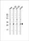COP9 Signalosome Subunit 7B antibody, PA5-72327, Invitrogen Antibodies, Western Blot image 