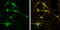 Dihydropyrimidinase Like 2 antibody, GTX113420, GeneTex, Immunocytochemistry image 