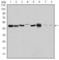 Aurora Kinase A antibody, abx015773, Abbexa, Western Blot image 