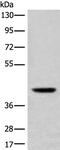 Ubiquitin Specific Peptidase 12 antibody, PA5-68439, Invitrogen Antibodies, Western Blot image 