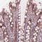 Zinc finger protein 471 antibody, NBP2-38092, Novus Biologicals, Immunohistochemistry frozen image 