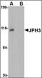 Junctophilin 3 antibody, orb89234, Biorbyt, Western Blot image 