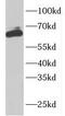 Rho guanine nucleotide exchange factor 25 antibody, FNab03413, FineTest, Western Blot image 