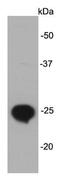 Lin-28 Homolog B antibody, NBP2-66933, Novus Biologicals, Western Blot image 