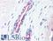 Par1 antibody, LS-B2651, Lifespan Biosciences, Immunohistochemistry frozen image 