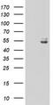 Ubiquinol-Cytochrome C Reductase Core Protein 1 antibody, TA800033, Origene, Western Blot image 