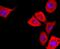S100 Calcium Binding Protein A6 antibody, NBP2-67123, Novus Biologicals, Immunocytochemistry image 