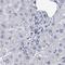 Cancer/Testis Antigen Family 45 Member A1 antibody, HPA046987, Atlas Antibodies, Immunohistochemistry frozen image 