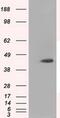 Mitochondrial Translational Release Factor 1 Like antibody, MA5-25063, Invitrogen Antibodies, Western Blot image 