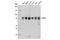 Signal transducer and activator of transcription 1-alpha/beta antibody, 14995S, Cell Signaling Technology, Western Blot image 
